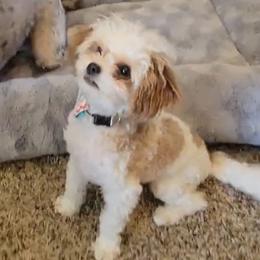 Millie - Poodle