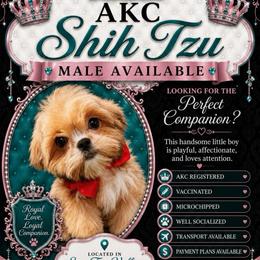 Robin - Red male Shih Tzu puppy in Seattle, Washington from Pretty Paws Shih Tzu's