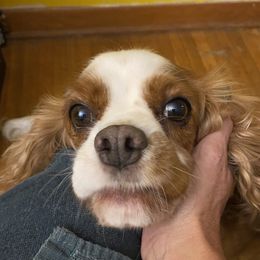 Sookie - Cavalier King Charles Spaniel