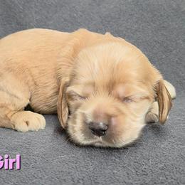 Pink - Buff female Cocker Spaniel puppy in Lebanon, Missouri from Spring Hollow Cocker Spaniels
