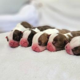 Boston Terrier Puppies from White Valley Boston Terriers