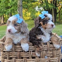 Poppy and Tulip - Phantom female Bernedoodle puppy in Russell Springs, Kentucky from 270 Doodles