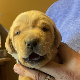 Labrador Retriever Puppies from Farmers Creek Kennels