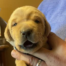 Labrador Retriever Puppies from Farmers Creek Kennels