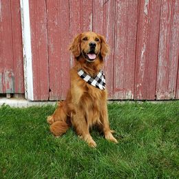 Eli - Golden Retriever