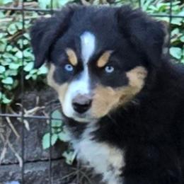 Elaina - Black tri female Miniature Australian Shepherd puppy in Crestline, California from Haugen's Minis