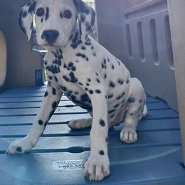 Dalmatian Puppies from Crystal Gonzalez