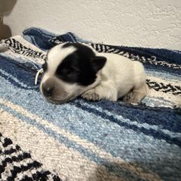 Frou Frou - Blue female Australian Cattle Dog puppy in Marana, Arizona from Cactus Heelers Arizona