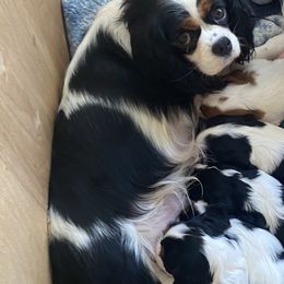 Cavalier King Charles Spaniel Puppies from Starry Lane Cavaliers