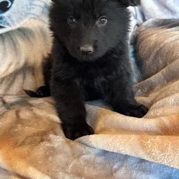 Sky - Black female German Shepherd puppy in Jennings, Kansas from Lost Creek German Shepherds LLC