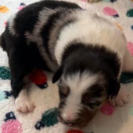 Dasher - Blue merle male Australian Shepherd puppy in Harrah, Oklahoma from Kamm's Aussies