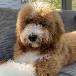 Assorted Doodle Crosses, Bernedoodles, Goldendoodles, and Labradoodles from Erica’s Doodles