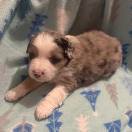 Zephyr - Blue merle male Miniature American Shepherd puppy in Plant City, Florida from Osborne & Stormborn FL Kennels
