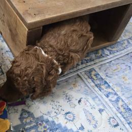 White Collar - Red  female Poodle puppy in Vass, North Carolina from Dakliff Standard Poodles