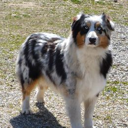 Envy - Australian Shepherd