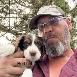Girl 4 - Brittany puppy in Neenah, Wisconsin from American Stashe Birddogs