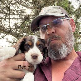 Girl 4 - Brittany puppy in Neenah, Wisconsin from American Stashe Birddogs