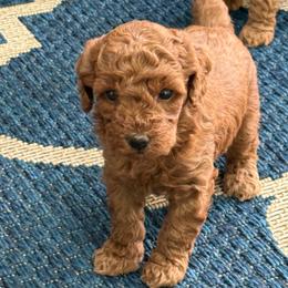 Female 6 - Red  female Poodle puppy in Bettendorf, Iowa from Red Door Poodles