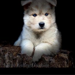 Siberian Husky Puppies from North Valley Huskies