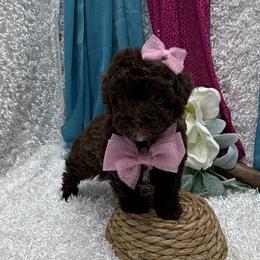 Rayma - Brown female Poodle puppy in West Plains, Missouri from Puppies-4U