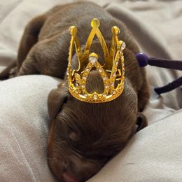 Purple collar - Red and rust female Doberman Pinscher puppy in Canton, Ohio from Aaliyah’s Dobies