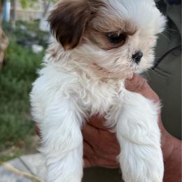 Luca - Gold and white male Shih Tzu puppy in Bennett, Colorado from Victorio Boxers & Shih-Tzu's