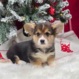 The Grinch - Black and tan male Pembroke Welsh Corgi puppy in Charleston, Arkansas from Hilltop Corgis