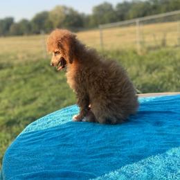 Miniature Australian Shepherd and Poodle All Grown Up from KE of Misty Meadows aka KaRons
