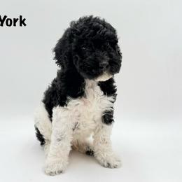 York - Phantom male Goldendoodle puppy in Milford, Pennsylvania from Doodles Are Golden