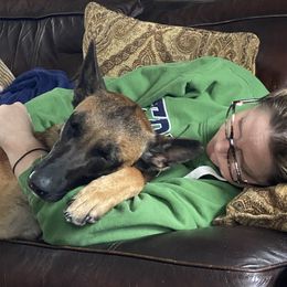 Belgian Malinois All Grown Up from Detto Fatto Malinois