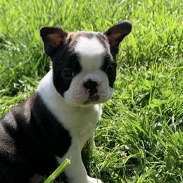 Boston Terriers from Beaux Bostons