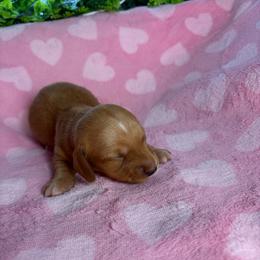 Candy - Wheaten female Dachshund puppy in Lake City, Florida from My Ditzy Doxies of Florida