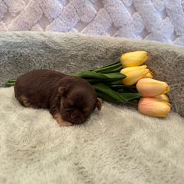 Greene - Chocolate and tan male Shih Tzu puppy in Success, Missouri from Sweet Success