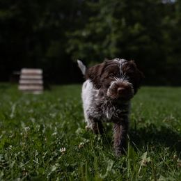 Wirehaired Pointing Griffon Puppies from Black Watch Griffons