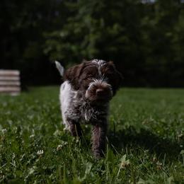Wirehaired Pointing Griffon Puppies from Black Watch Griffons