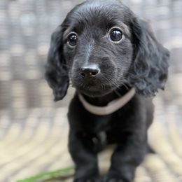Wednesday - Black female Dachshund puppy in Madera, California from Winnie’s Doxies