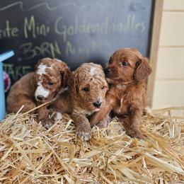 Goldendoodle puppies from Beach Doodles