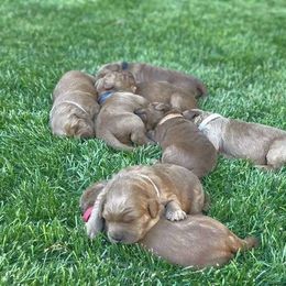 Goldendoodle Puppies from JD GoldenDoodles