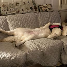 Golden Retriever All Grown Up from Tamarind Goldens