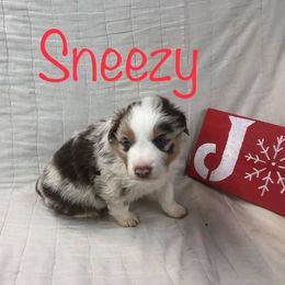 Australian Shepherd Puppies from Michelle Ferguson
