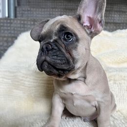 Sailor - Fawn male French Bulldog puppy in Clayton, California from Frenchie Luvbugs