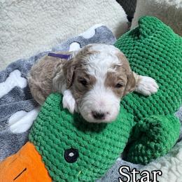 Star - Cream female Goldendoodle puppy in Carmichaels, Pennsylvania from JensenBelle Doodles