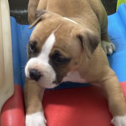 Female A - Red female American Pit Bull Terrier puppy in Pensacola, Florida from Alpha Alliance Kennels