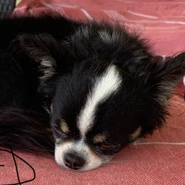 Lambchop - Chihuahua