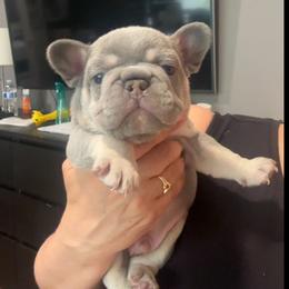 Blacky - Blue male French Bulldog puppy in Bolingbrook, Illinois from Flores Frenchies