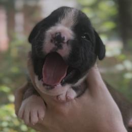 Boxers from Rorschach Boxers