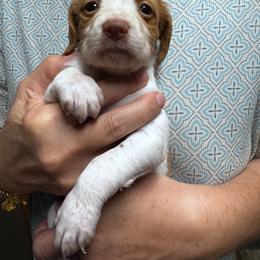 Brittany puppies from HillTop Brittany Kennel