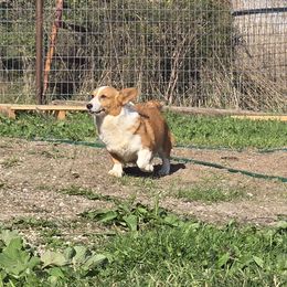 Pearl - Pembroke Welsh Corgi