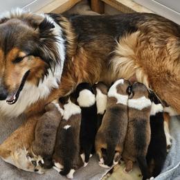 Old Time Scotch Collie puppies from Ashgrove Farm