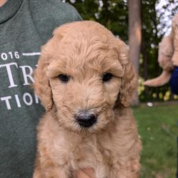Petunia - Apricot female Goldendoodle puppy in Jackson, Michigan from Truth and Liberty Family Farm